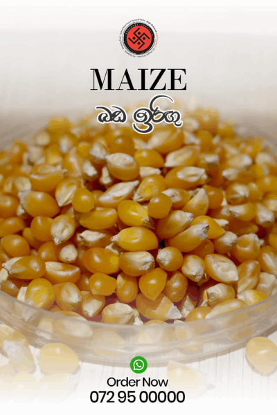 Maize –(බඩ ඉරිඟු)